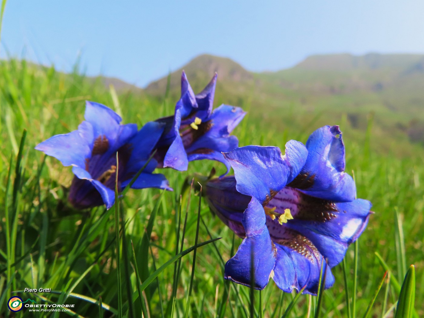 06 Gentiana acaulis (Genziana di Koch).JPG
